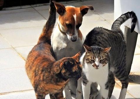 dog 2 cats, Vétérinaire Versoix, Veterinaire Versoix, Versoix Veterinaire, Versoix Vétérinaire, cabinet vétérinaire versoix, cabinet veterinaire versoix, clinique vétérinaire versoix, vétérinaire de Garde Versoix,veterinaire de Garde Versoix, Cabinet Vétérinaire International