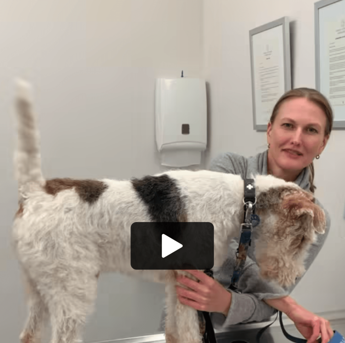 Oscar the dog, Vétérinaire Versoix, Veterinaire Versoix, Versoix Veterinaire, Versoix Vétérinaire, cabinet vétérinaire versoix, cabinet veterinaire versoix, clinique vétérinaire versoix, vétérinaire de Garde Versoix,veterinaire de Garde Versoix, Cabinet Vétérinaire International